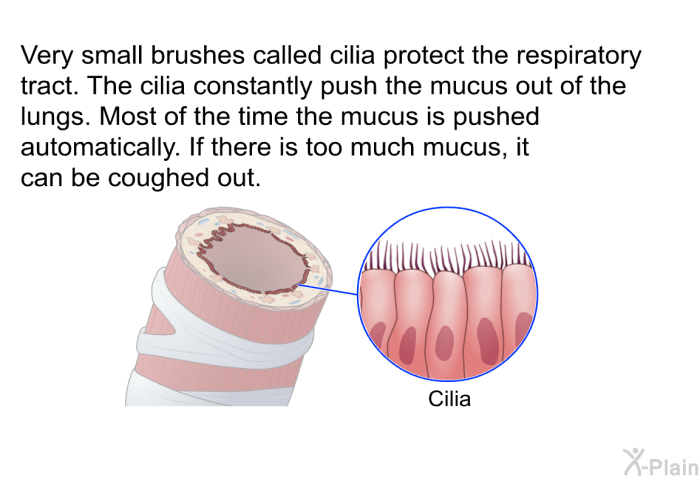 Very small brushes called cilia protect the respiratory tract. The cilia constantly push the mucus out of the lungs. Most of the time the mucus is pushed automatically. If there is too much mucus, it can be coughed out.