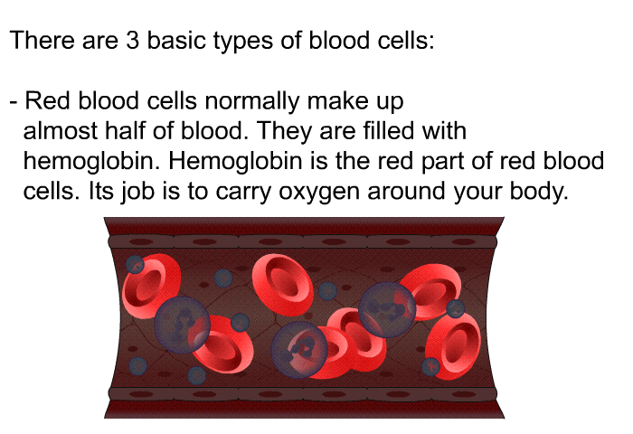 There are 3 basic types of blood cells:  Red blood cells normally<B> </B>make up almost half of blood. They are filled with hemoglobin. Hemoglobin is the red part of red blood cells. Its job is to carry oxygen around your body.