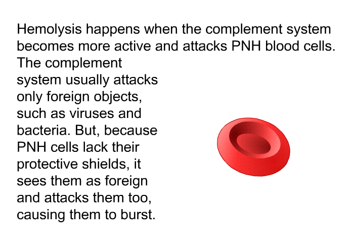 Hemolysis happens when the complement system becomes more active and attacks PNH blood cells. The complement system usually attacks only foreign objects, such as viruses and bacteria. But, because PNH cells lack their protective shields, it sees them as foreign and attacks them too, causing them to burst.