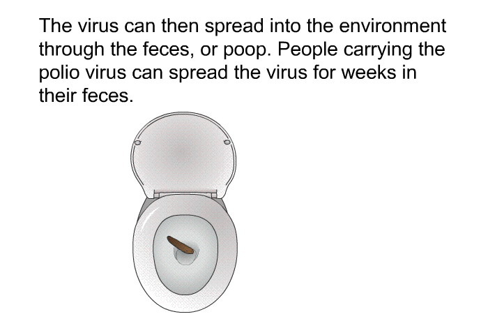 The virus can then spread into the environment through the feces, or poop. People carrying the polio virus can spread the virus for weeks in their feces.