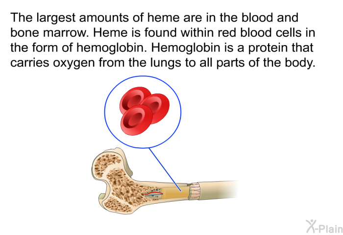 The largest amounts of heme are in the blood and bone marrow. Heme is found within red blood cells in the form of hemoglobin. Hemoglobin is a protein that carries oxygen from the lungs to all parts of the body.