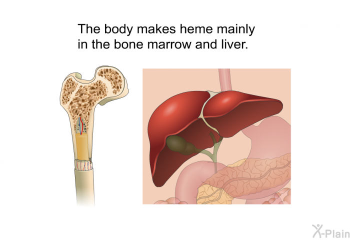 The body makes heme mainly in the bone marrow and liver.