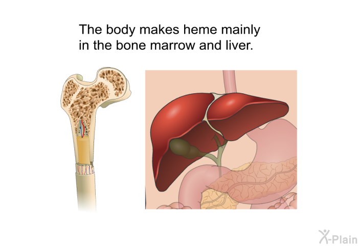 The body makes heme mainly in the bone marrow and liver.