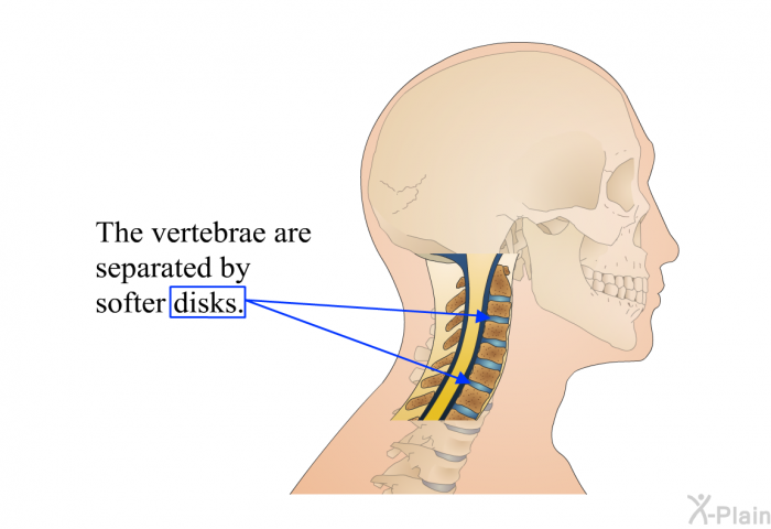 The vertebrae are separated by softer disks.