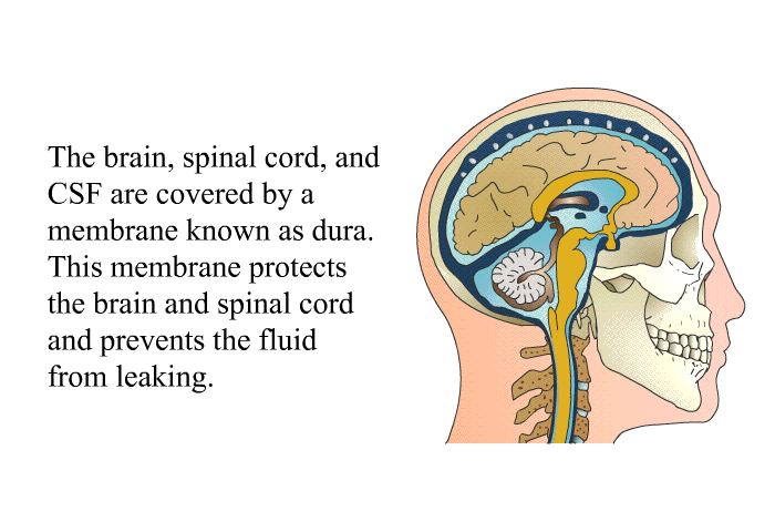 The brain, spinal cord, and CSF are covered by a membrane known as dura. This membrane protects the brain and spinal cord and prevents the fluid from leaking.