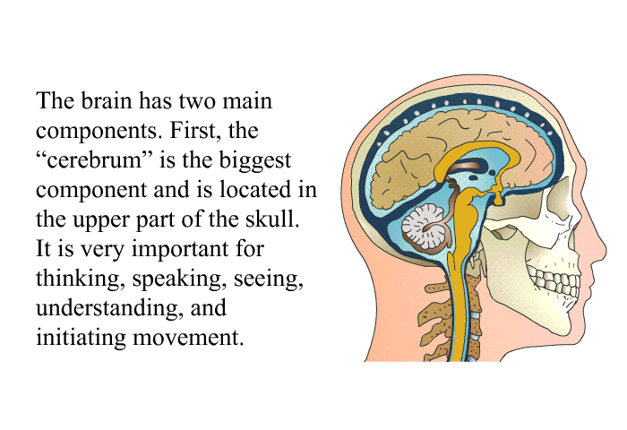 The brain has two main components. First, the “cerebrum” is the biggest component and is located in the upper part of the skull. It is very important for thinking, speaking, seeing, understanding, and initiating movement.