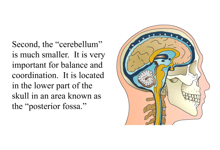Second, the “cerebellum” is much smaller. It is very important for balance and coordination. It is located in the lower part of the skull in an area known as the “posterior fossa.”