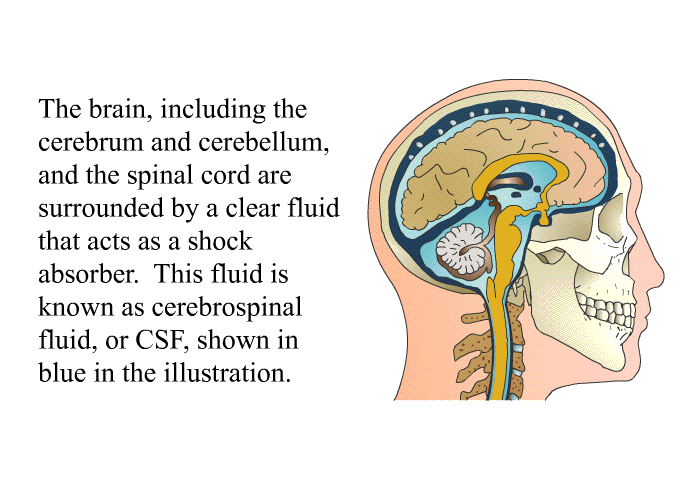The brain, including the cerebrum and cerebellum, and the spinal cord are surrounded by a clear fluid that acts as a shock absorber. This fluid is known as cerebrospinal fluid, or CSF, shown in blue in the illustration.