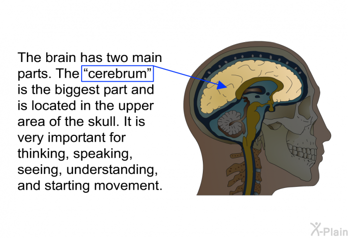 The brain has two main parts. The “cerebrum” is the biggest part and is located in the upper area of the skull. It is very important for thinking, speaking, seeing, understanding, and starting movement.