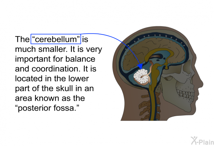 The “cerebellum” is much smaller. It is very important for balance and coordination. It is located in the lower part of the skull in an area known as the “posterior fossa.”
