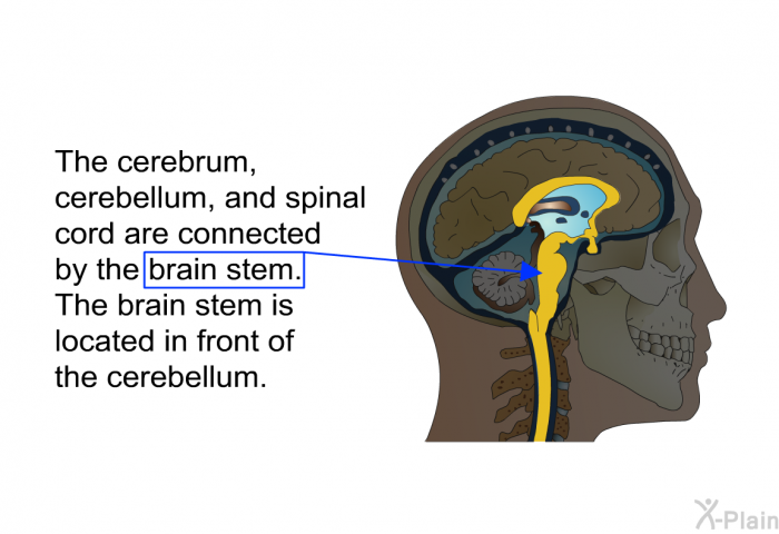 The cerebrum, cerebellum, and spinal cord are connected by the brain stem. The brain stem is located in front of the cerebellum.