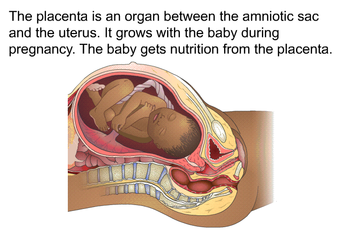 The placenta is an organ between the amniotic sac and the uterus. It grows with the baby during pregnancy. The baby gets nutrition from the placenta.