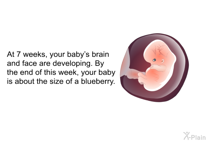 At 7 weeks, your baby's brain and face are developing. By the end of this week, your baby is about the size of a blueberry.