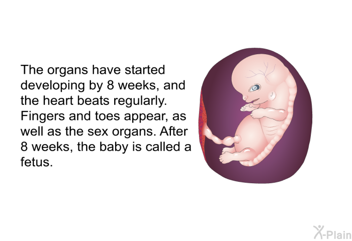 The organs have started developing by 8 weeks, and the heart beats regularly. Fingers and toes appear, as well as the sex organs. After 8 weeks, the baby is called a fetus.