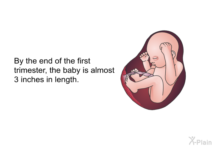 By the end of the first trimester, the baby is almost 3 inches in length.