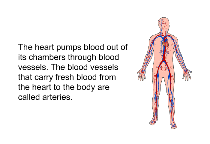 The heart pumps blood out of its chambers through blood vessels. The blood vessels that carry fresh blood from the heart to the body are called arteries.