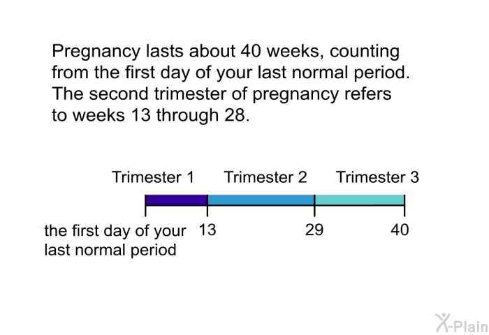 Pregnancy lasts about 40 weeks, counting from the first day of your last normal period. The second trimester of pregnancy refers to weeks 13 through 28.