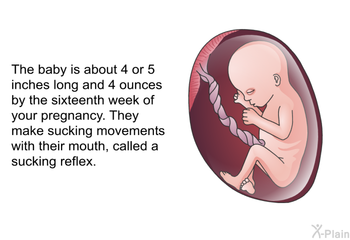 The baby is about 4 or 5 inches long and 4 ounces by the sixteenth week of your pregnancy. They make sucking movements with their mouth, called a sucking reflex.