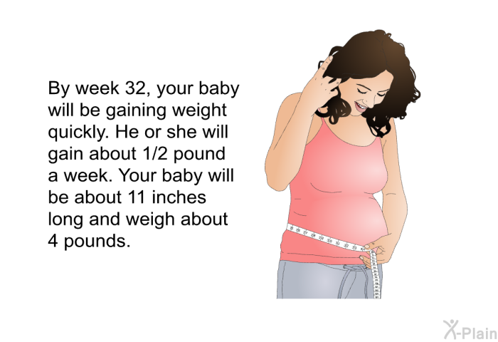 By week 32, your baby will be gaining weight quickly. He or she will gain about 1/2 pound a week. Your baby will be about 11 inches long and weigh about 4 pounds.