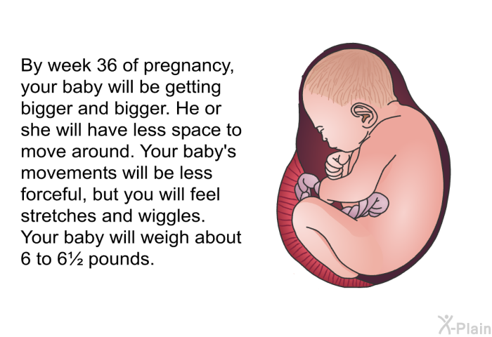By week 36 of pregnancy, your baby will be getting bigger and bigger. He or she will have less space to move around. Your baby's movements will be less forceful, but you will feel stretches and wiggles. Your baby will weigh about 6 to 6½ pounds.