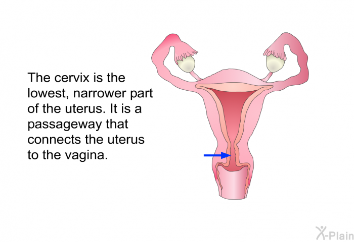 The cervix is the lowest, narrower part of the uterus. It is a passageway that connects the uterus to the vagina.