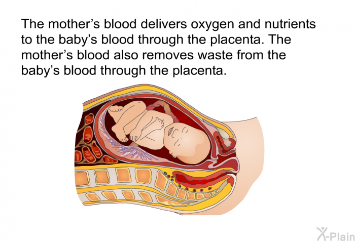 The mother's blood delivers oxygen and nutrients to the baby's blood through the placenta. The mother's blood also removes waste from the baby's blood through the placenta.