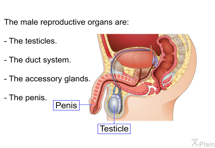 The male reproductive organs are:  The testicles. The duct system. The accessory glands. The penis.