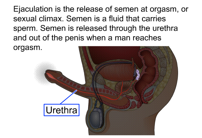 Ejaculation is the release of semen at orgasm, or sexual climax. Semen is a fluid that carries sperm. Semen is released through the urethra and out of the penis when a man reaches orgasm.