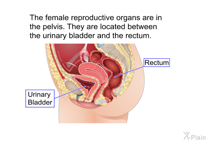 The female reproductive organs are in the pelvis. They are located between the urinary bladder and the rectum.