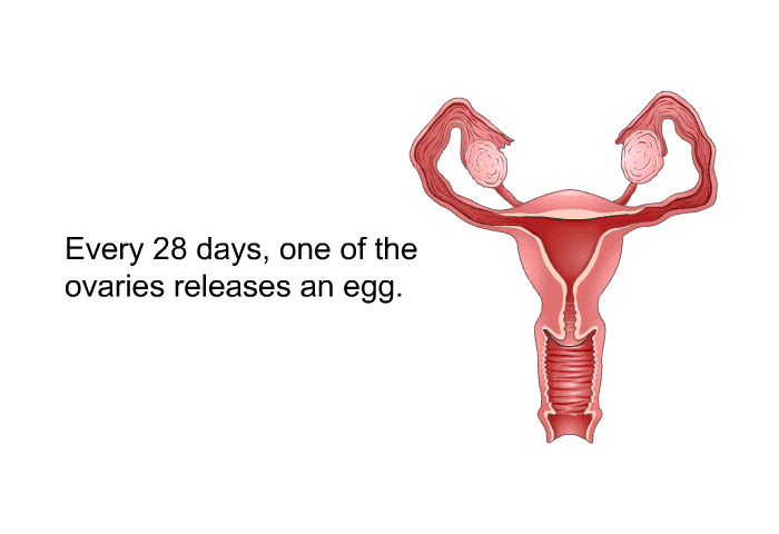 Every 28 days, one of the ovaries releases an egg.