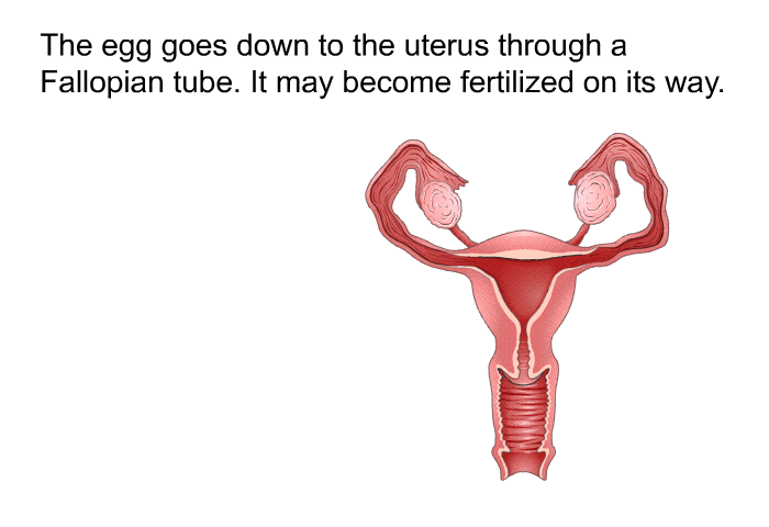 The egg goes down to the uterus through a Fallopian tube. It may become fertilized on its way.