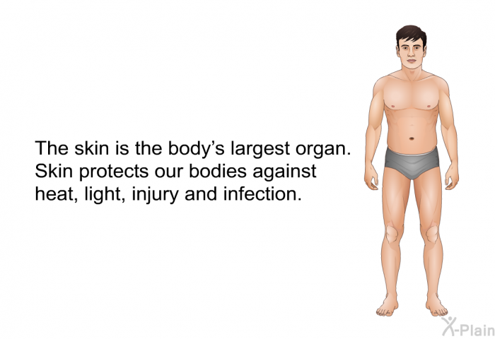 The skin is the body's largest organ. Skin protects our bodies against heat, light, injury and infection.