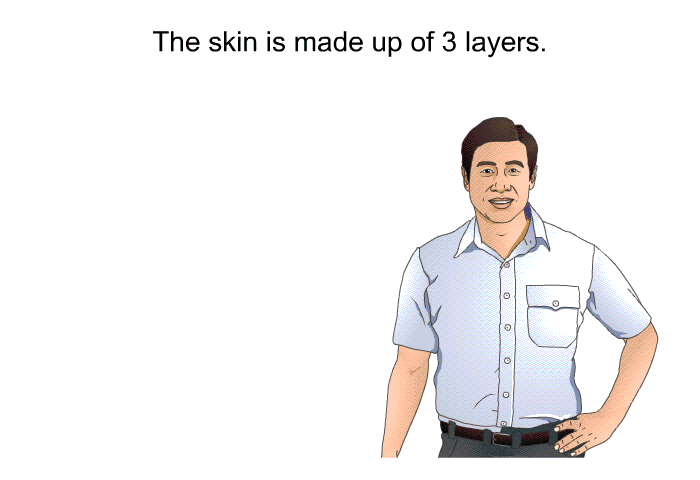The skin is made up of 3 layers.
