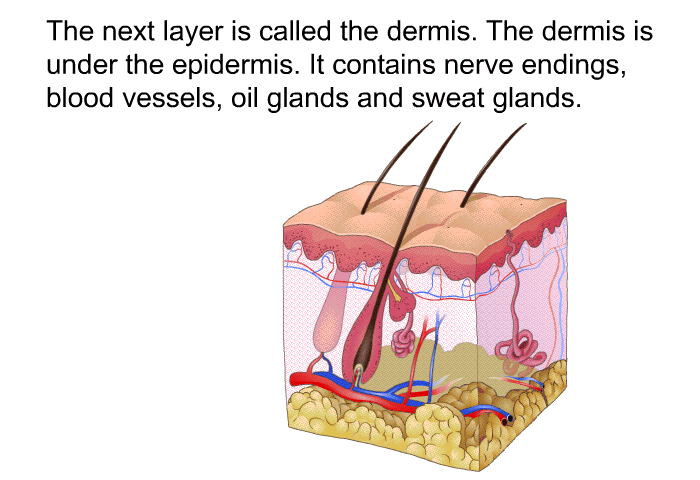 The next layer is called the dermis. The dermis is under the epidermis. It contains nerve endings, blood vessels, oil glands and sweat glands.
