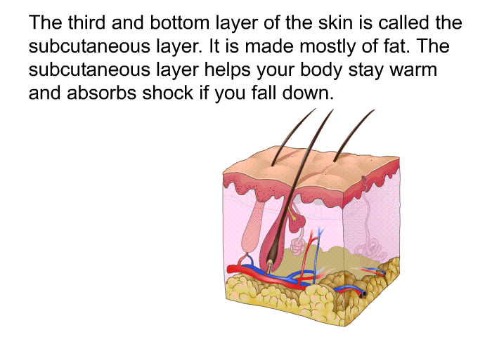 The third and bottom layer of the skin is called the subcutaneous layer. It is made mostly of fat. The subcutaneous layer helps your body stay warm and absorbs shock if you fall down.
