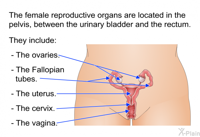 The female reproductive organs are located in the pelvis, between the urinary bladder and the rectum. They include:  The ovaries. The Fallopian tubes. The uterus. The cervix. The vagina.