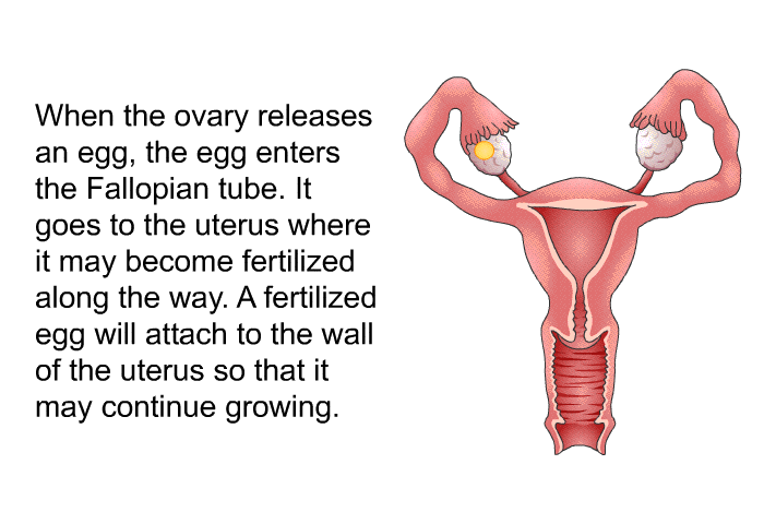 When the ovary releases an egg, the egg enters the Fallopian tube. It goes to the uterus where it may become fertilized along the way. A fertilized egg will attach to the wall of the uterus so that it may continue growing.