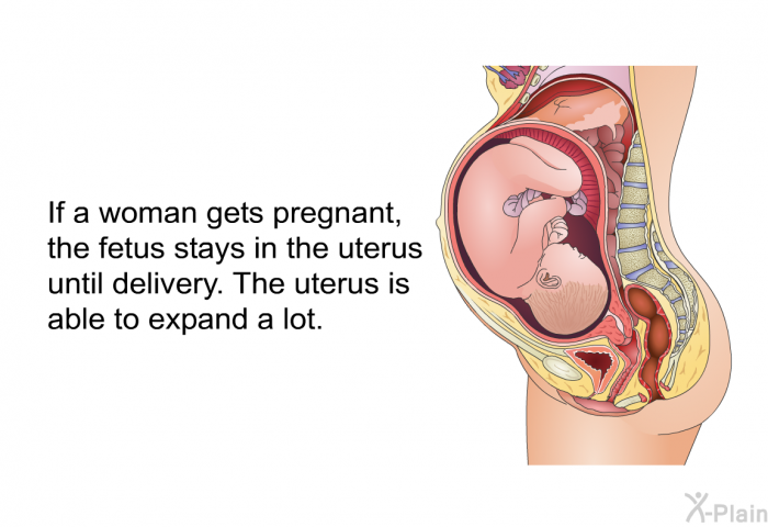If a woman gets pregnant, the fetus stays in the uterus until delivery. The uterus is able to expand a lot.
