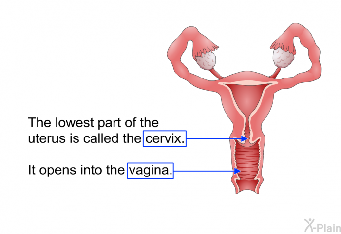 The lowest part of the uterus is called the cervix. It opens into the vagina.