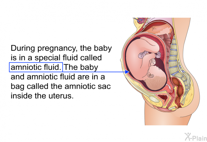 During pregnancy, the baby is in a special fluid called amniotic fluid. The baby and amniotic fluid are in a bag called the amniotic sac inside the uterus.