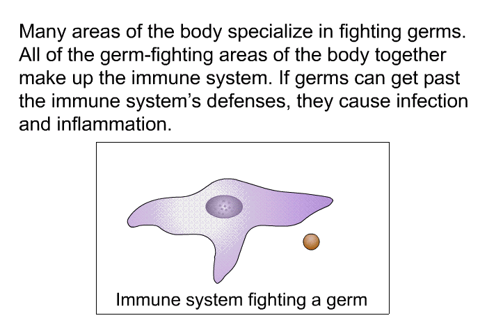 Many areas of the body specialize in fighting germs. All of the germ-fighting areas of the body together make up the immune system. If germs can get past the immune system’s defenses, they cause infection and inflammation.