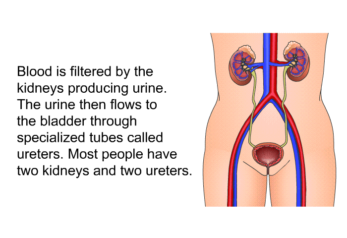 Blood is filtered by the kidneys, producing urine. The urine then flows to the bladder through specialized tubes called ureters. Most people have two kidneys and two ureters.