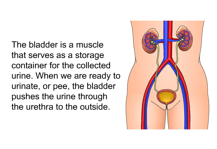 The bladder is a muscle that serves as a storage container for the collected urine. When we are ready to urinate, or pee, the bladder pushes the urine through the urethra to the outside.