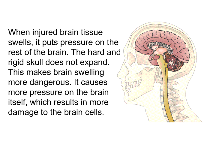 When injured brain tissue swells, it puts pressure on the rest of the brain. The hard and rigid skull does not expand. This makes brain swelling more dangerous. It causes more pressure on the brain itself, which results in more damage to the brain cells.