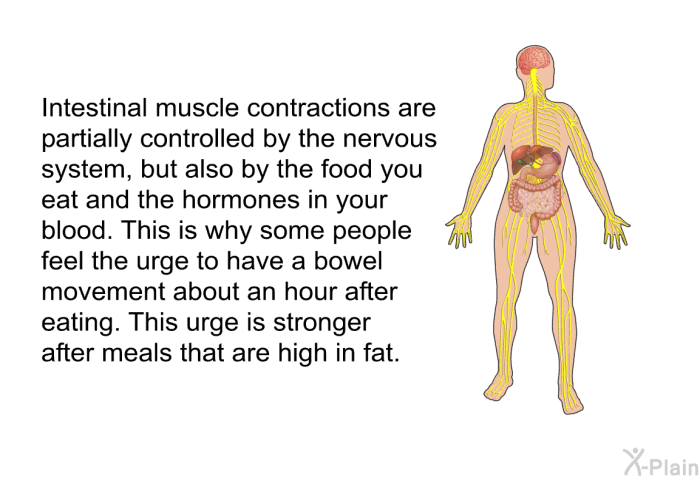 Intestinal muscle contractions are partially controlled by the nervous system, but also by the food you eat and the hormones in your blood. This is why some people feel the urge to have a bowel movement about an hour after eating. This urge is stronger after meals that are high in fat.