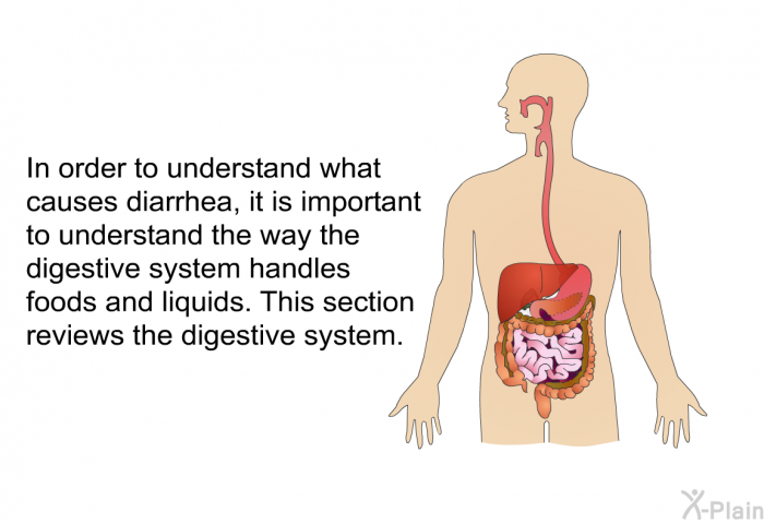 In order to understand what causes diarrhea, it is important to understand the way the digestive system handles foods and liquids. This section reviews the digestive system.