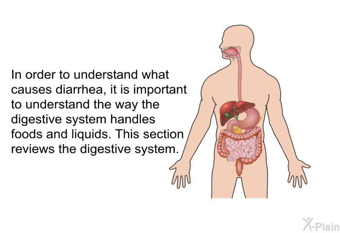 In order to understand what causes diarrhea, it is important to understand the way the digestive system handles foods and liquids. This section reviews the digestive system.