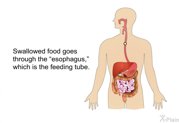 Swallowed food goes through the “esophagus,” which is the feeding tube.