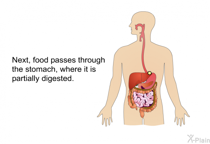 Next, food passes through the stomach, where it is partially digested.