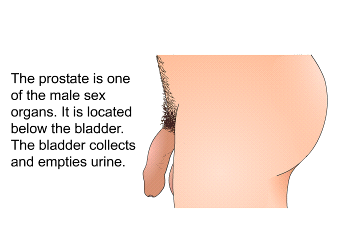 The prostate is one of the male sex organs. It is located below the bladder. The bladder collects and empties urine.